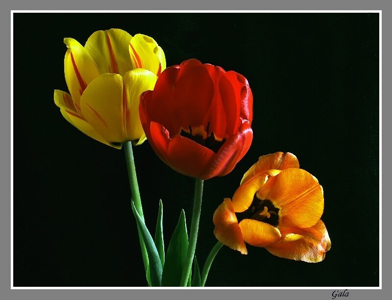 Three Tulips on Black
