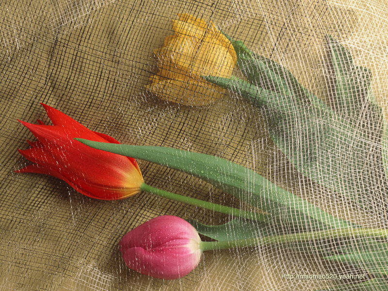 Three Tulips on Mesh