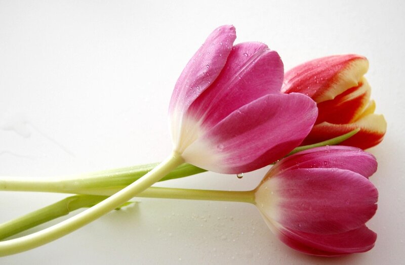Three Tulips on White