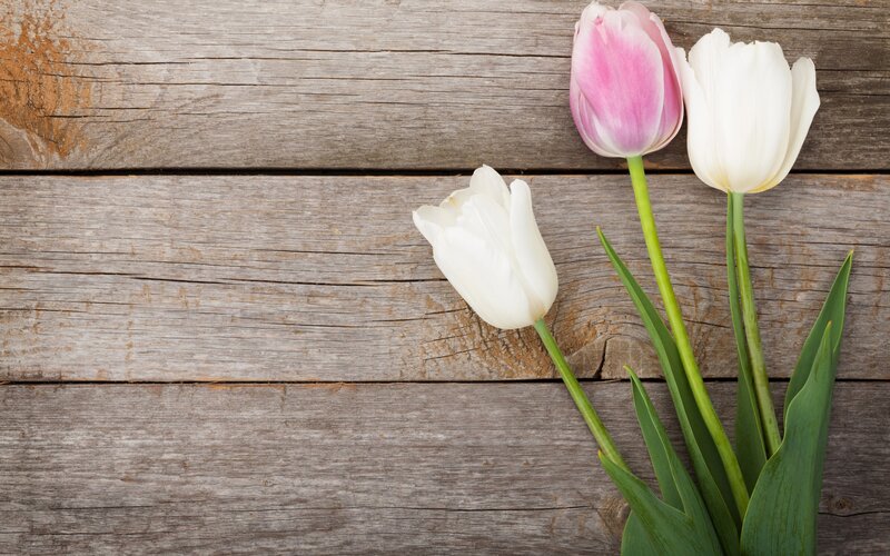 Three Tulips on Wood