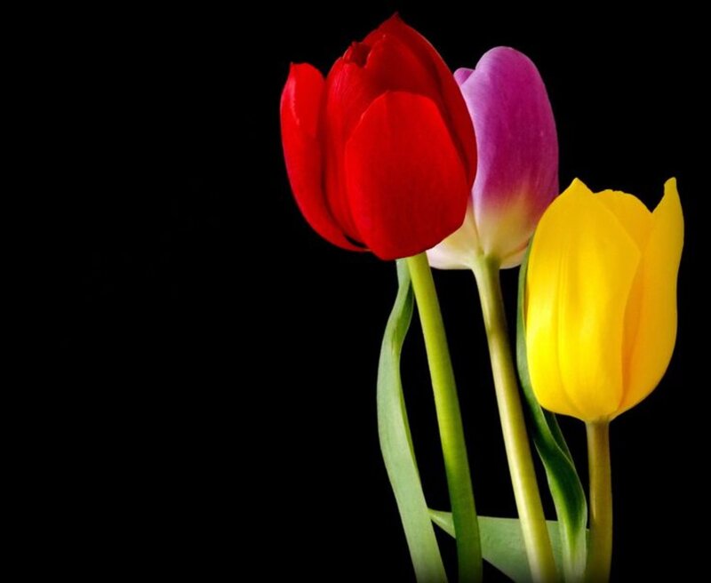 Three Tulips — Red