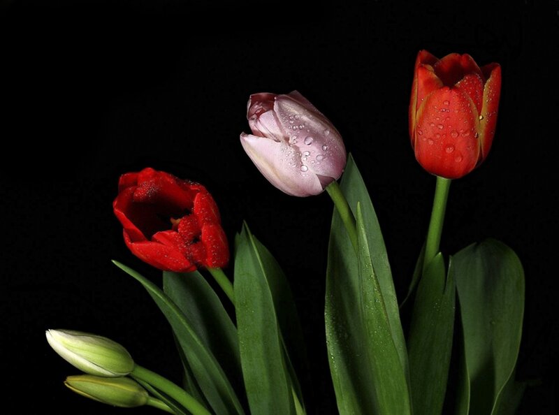 Three Tulips with Dew