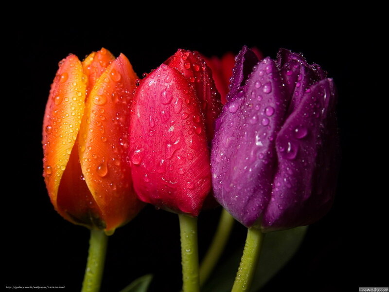 Three Tulips with Water Droplets — Orange