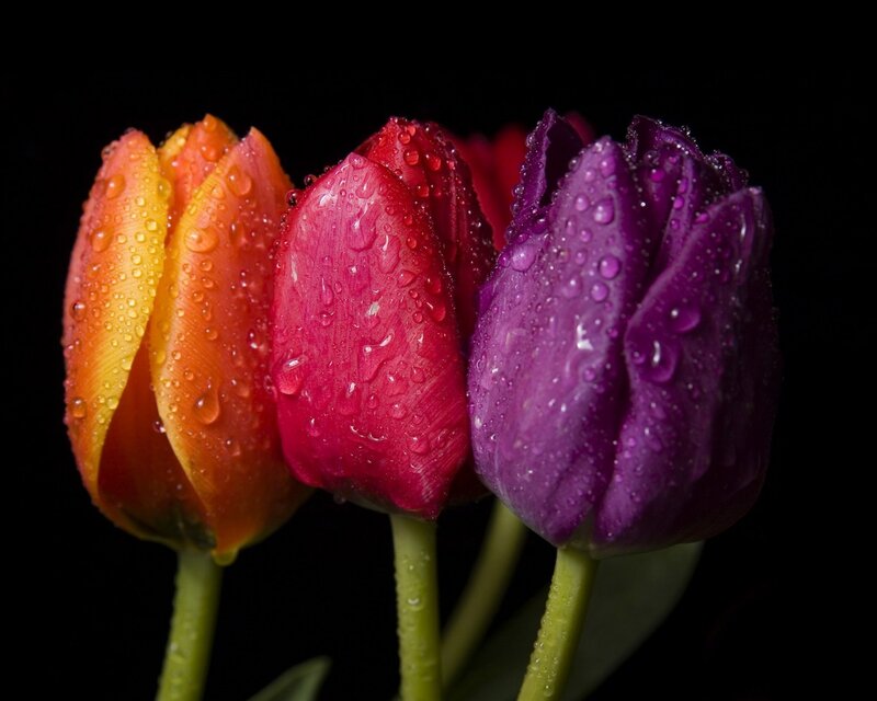 Three Tulips with Water Droplets — Purple, Dramatic, Photograph