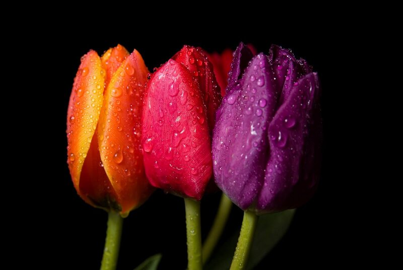 Three Tulips with Water Droplets — Purple, Dramatic, Photograph, Water Droplets, Green Stems