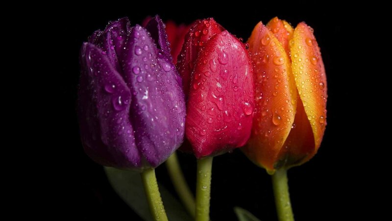 Three Tulips with Water Droplets — Purple, Dramatic, Photograph, Water Droplets, Stems, Black Background