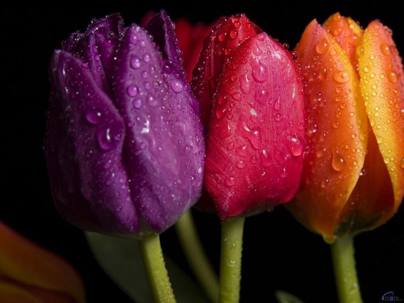 Three Tulips with Water Droplets
