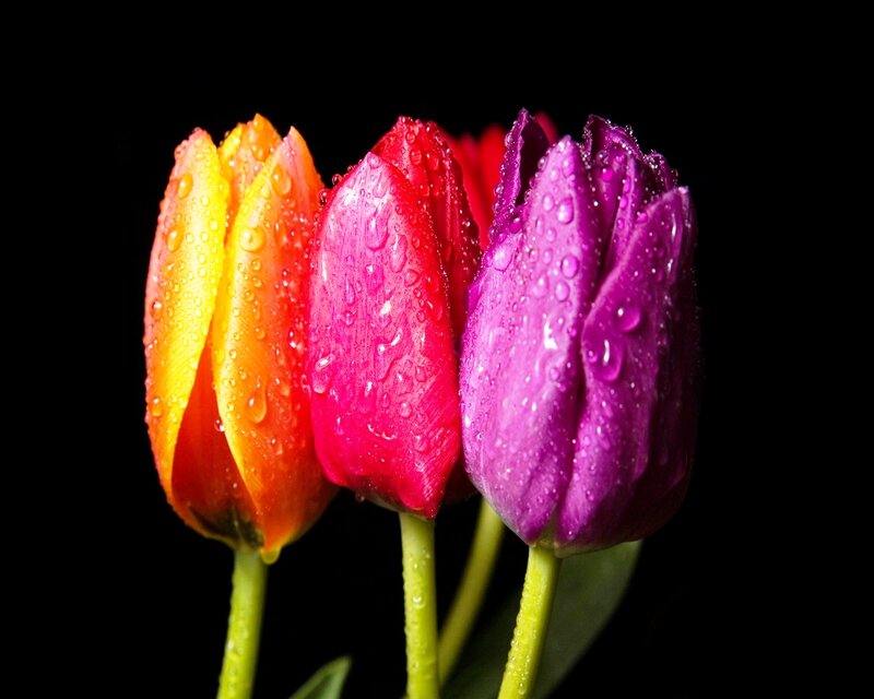 Three Tulips with Water Droplets — Yellow