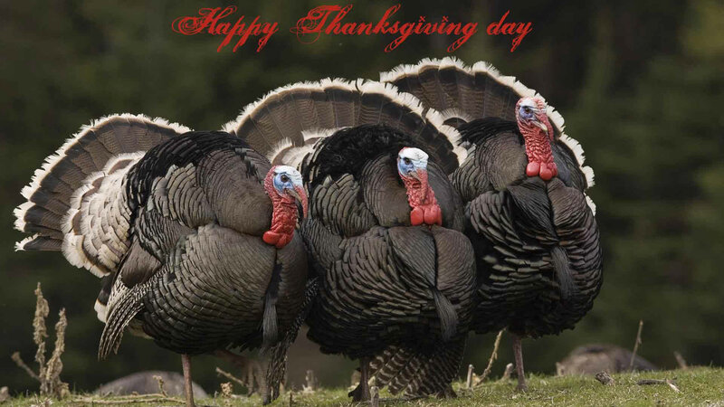 Three Turkeys Standing