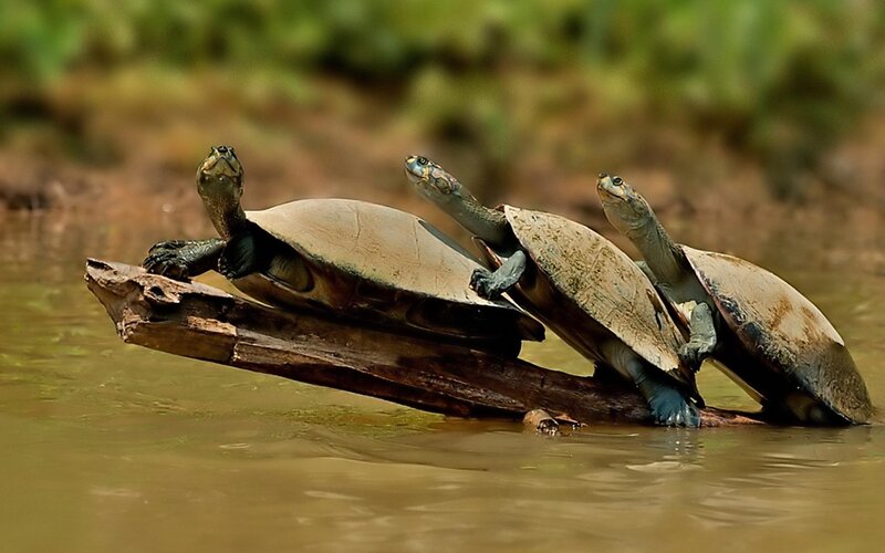 Three Turtles on Log — Brown