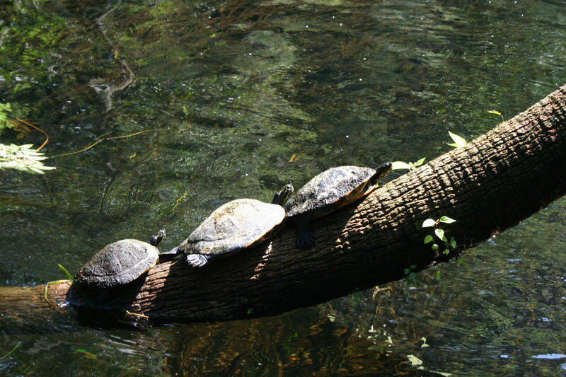 Three Turtles on Log — Green