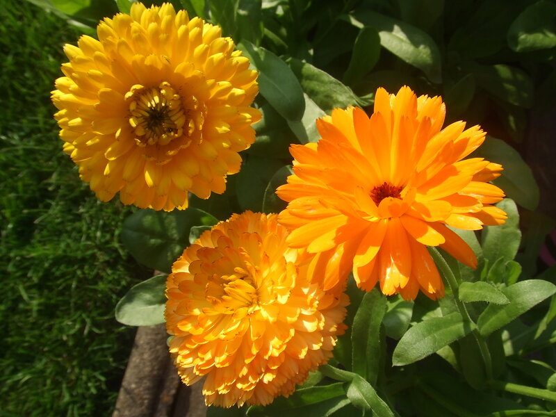 Three vibrant marigold flowers