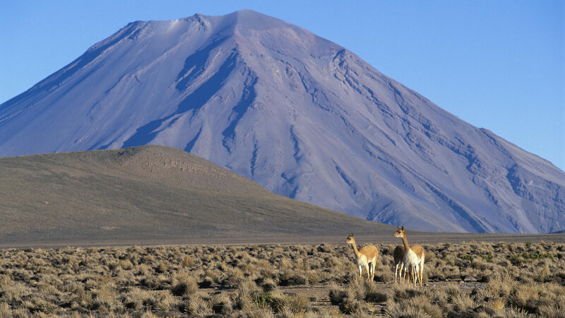 Three Vicunas in Desert