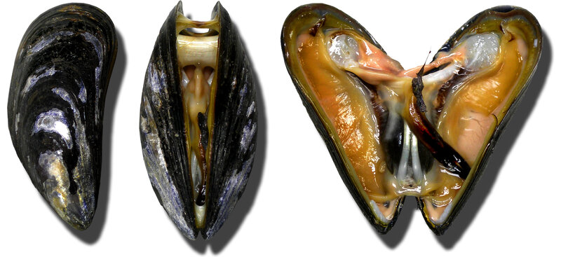 Three views of a mussel shell