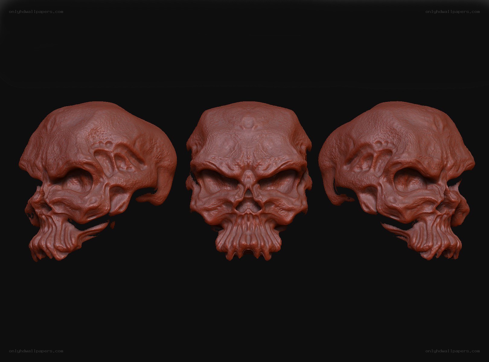 three views of a skull model