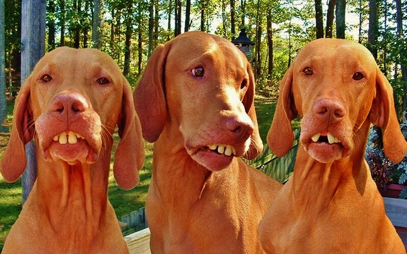 Three Vizsla Dogs