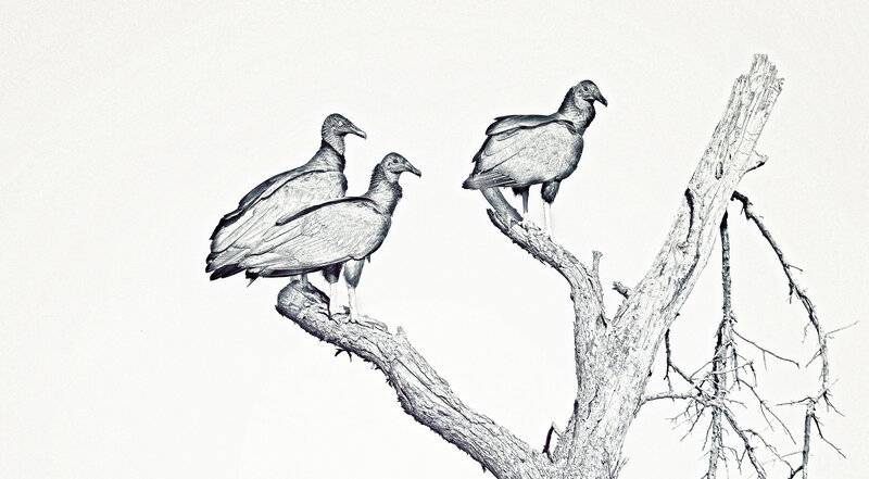 Three Vultures on Branch