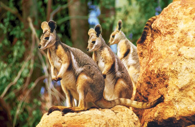 Three wallabies on a rock