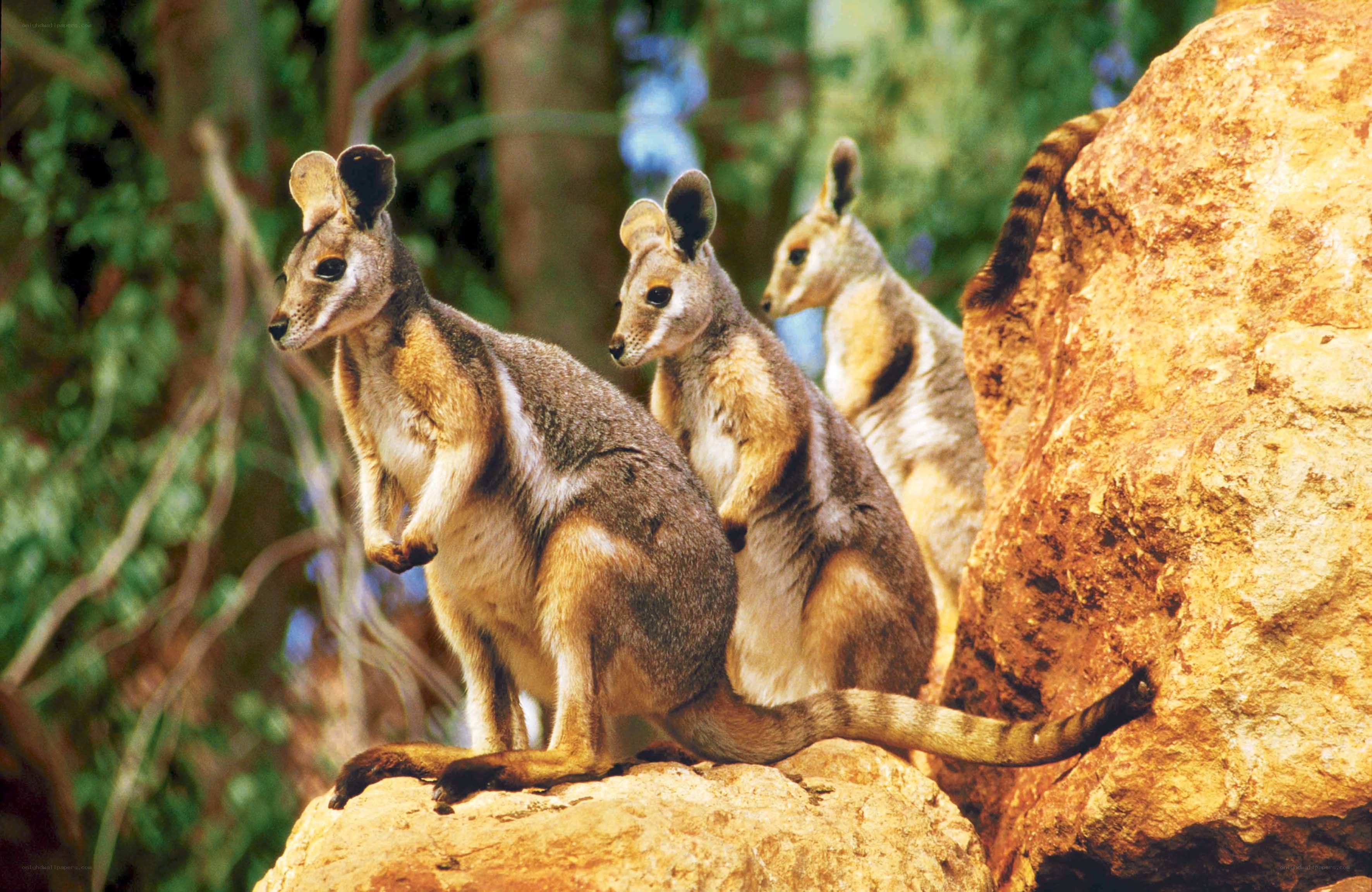 Three wallabies on a rock