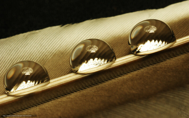 Three Water Droplets on Feather