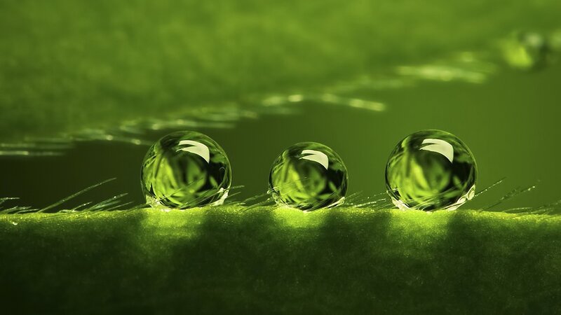 Three Water Droplets on Leaf — Green, Serene, Photograph
