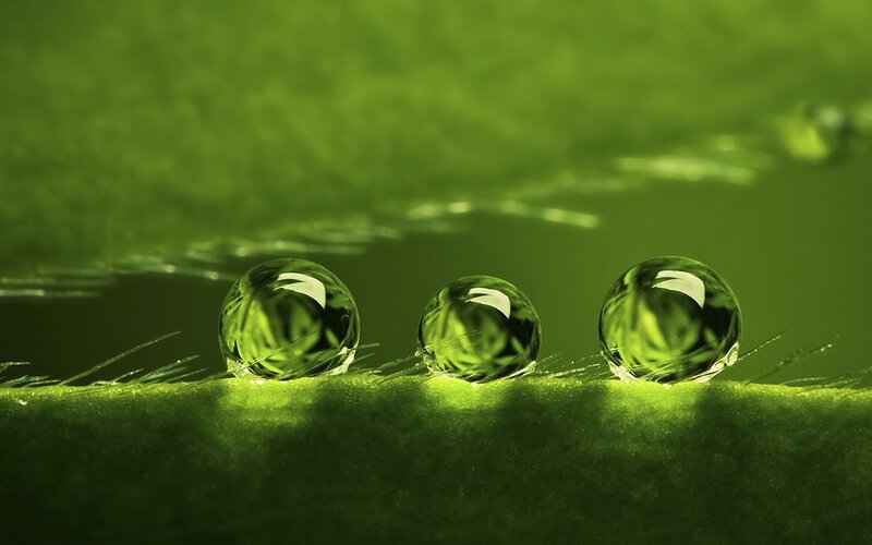 Three Water Droplets on Leaf — Green, Serene