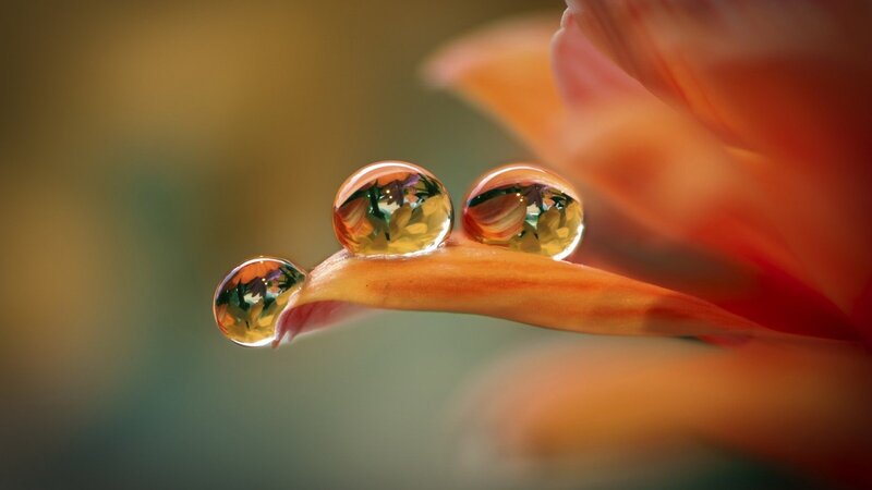 Three Water Droplets on Petal — Orange