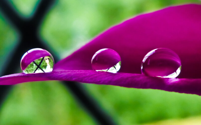 Three Water Droplets on Petal — Purple