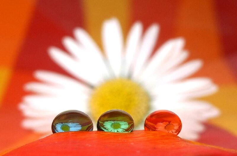Three Water Droplets on Petal — Red