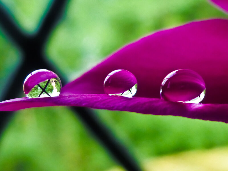 Three Water Droplets on Petal