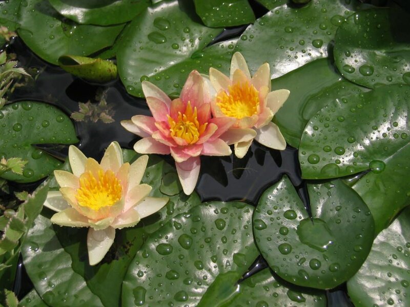 Three Water Lilies on Leaves