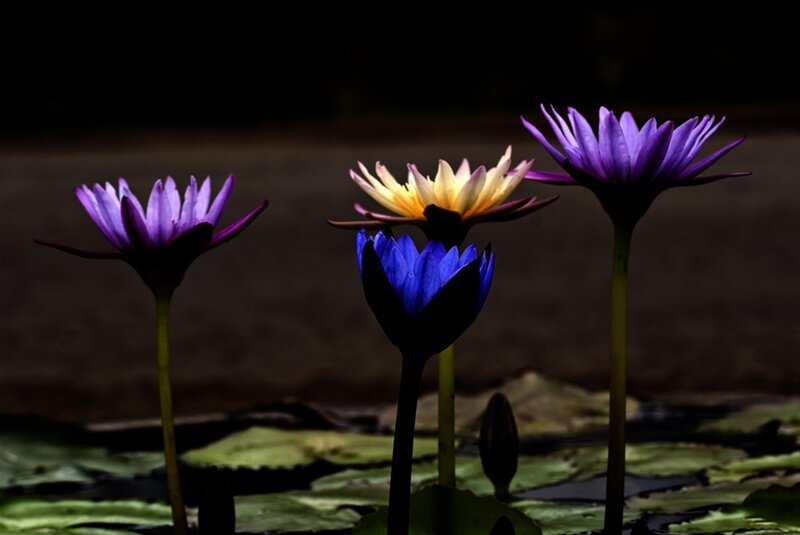 Three Water Lilies — Purple