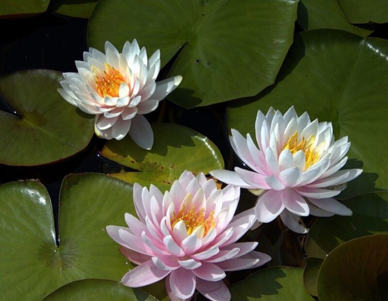 Three Water Lilies