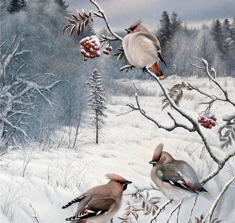 Three Waxwings in Snow
