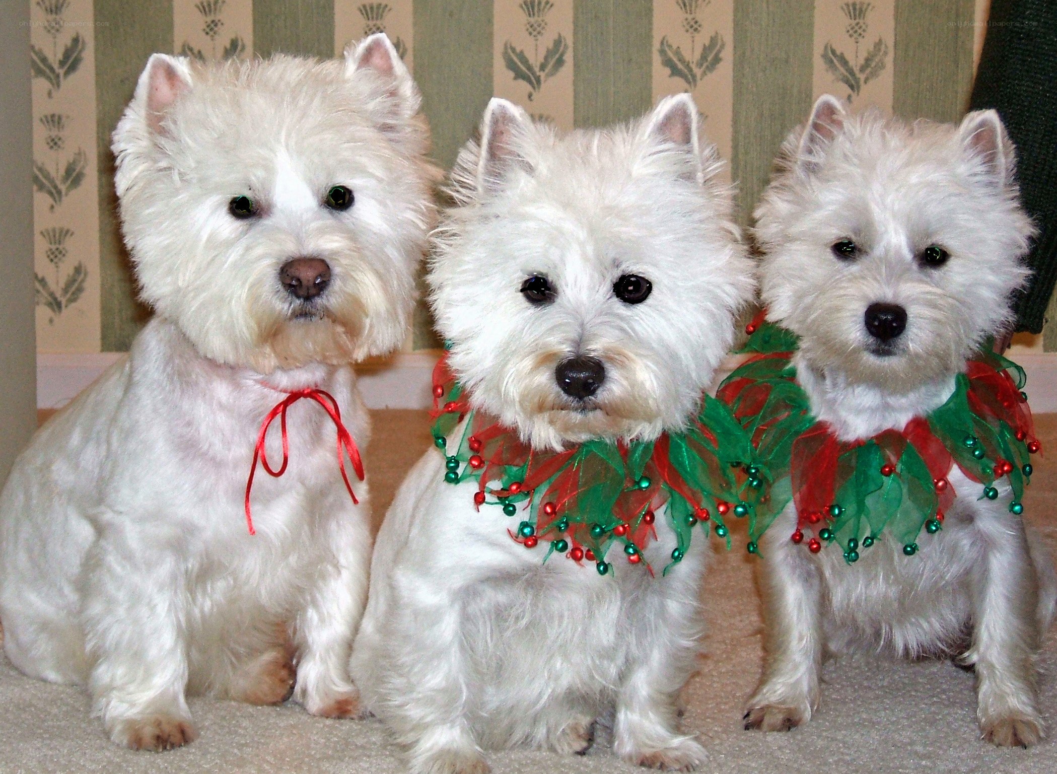 Three West Highland White Terriers