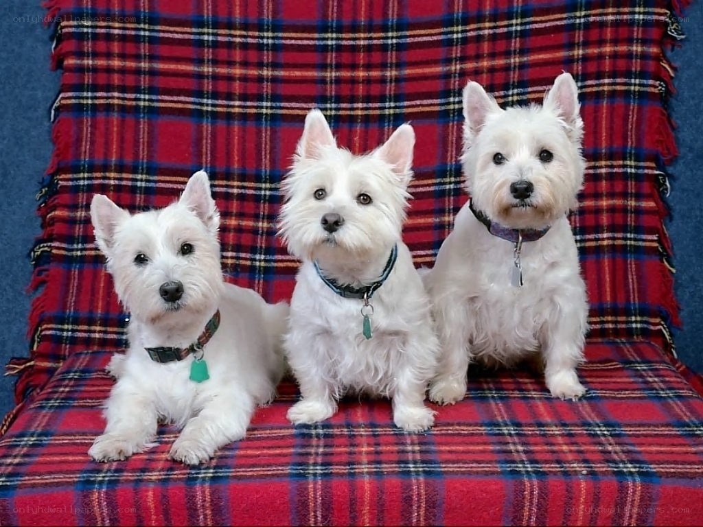 Three West Highland White Terriers