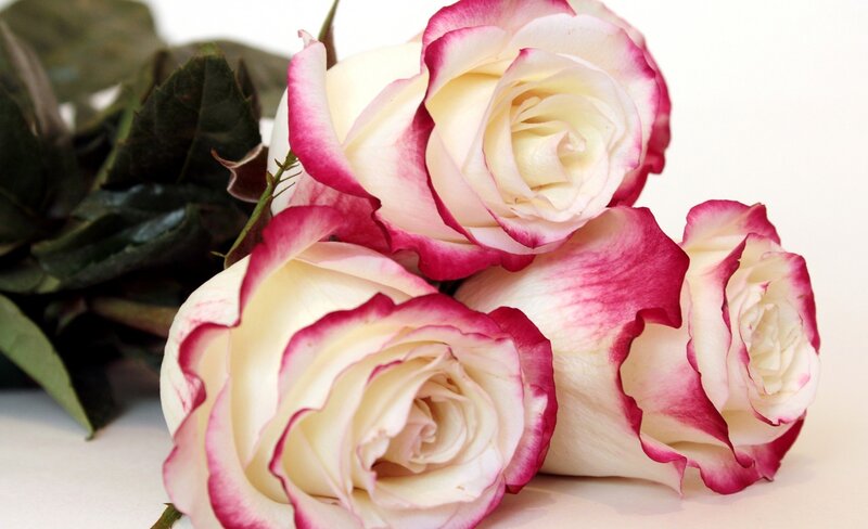 Three White and Pink Roses — Calm