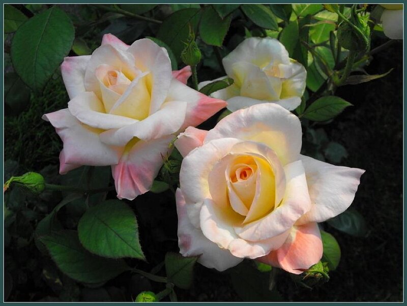 Three White and Pink Roses