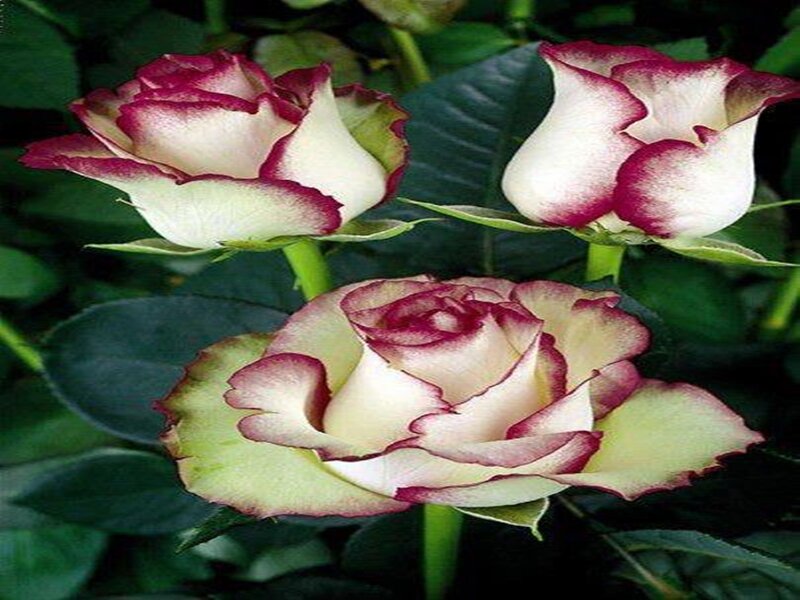 Three White and Purple Roses