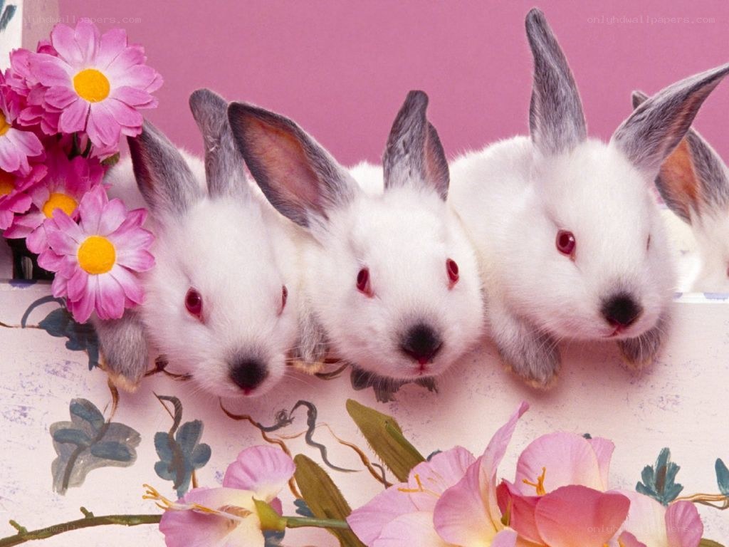 Three white bunnies with flowers
