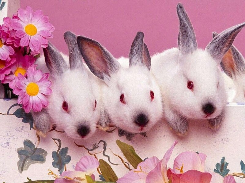 three white bunnies with flowers