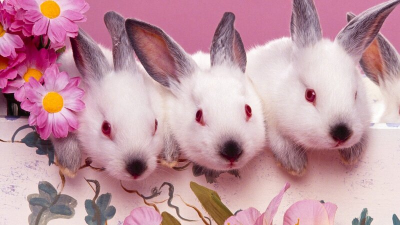 three white bunnies with flowers