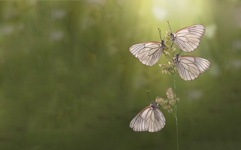 Three White Butterflies — Serene