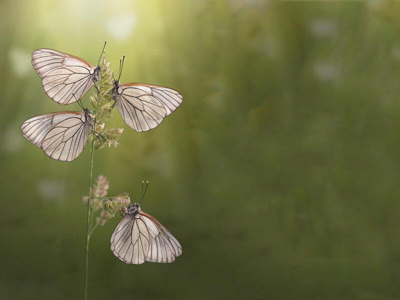 Three White Butterflies