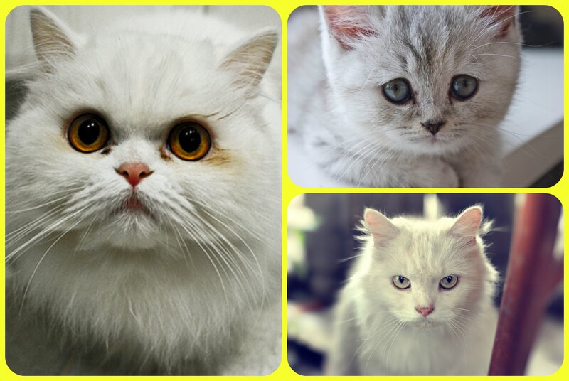 Three White Cats — Calm, Photograph