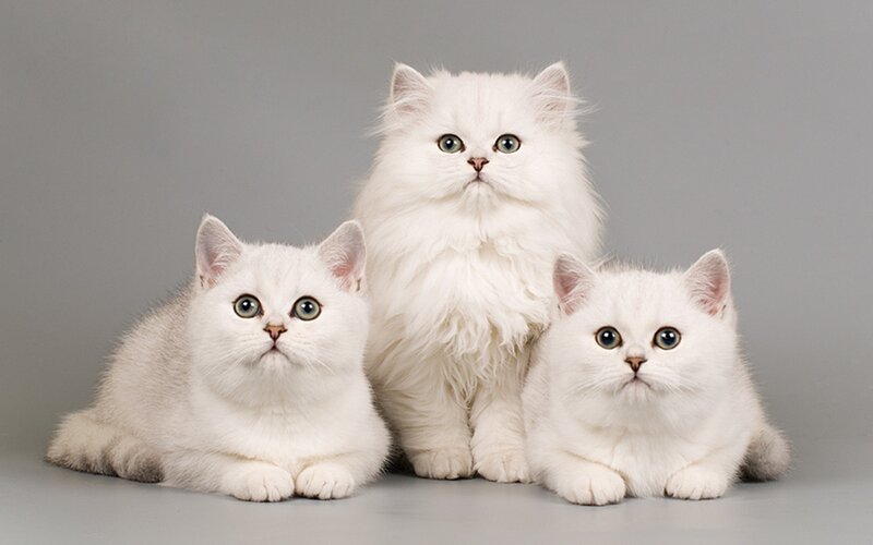 Three White Cats — Calm