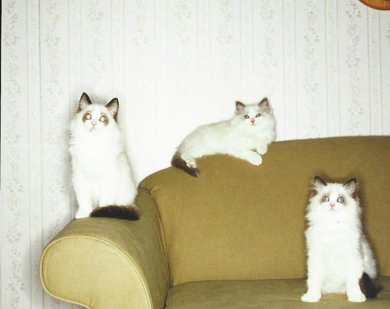 Three White Cats on Couch