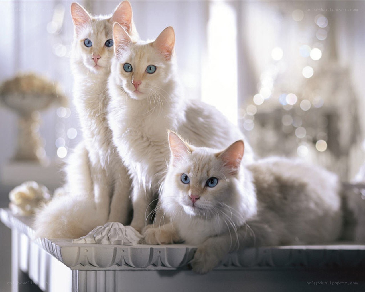 Three white cats with blue eyes