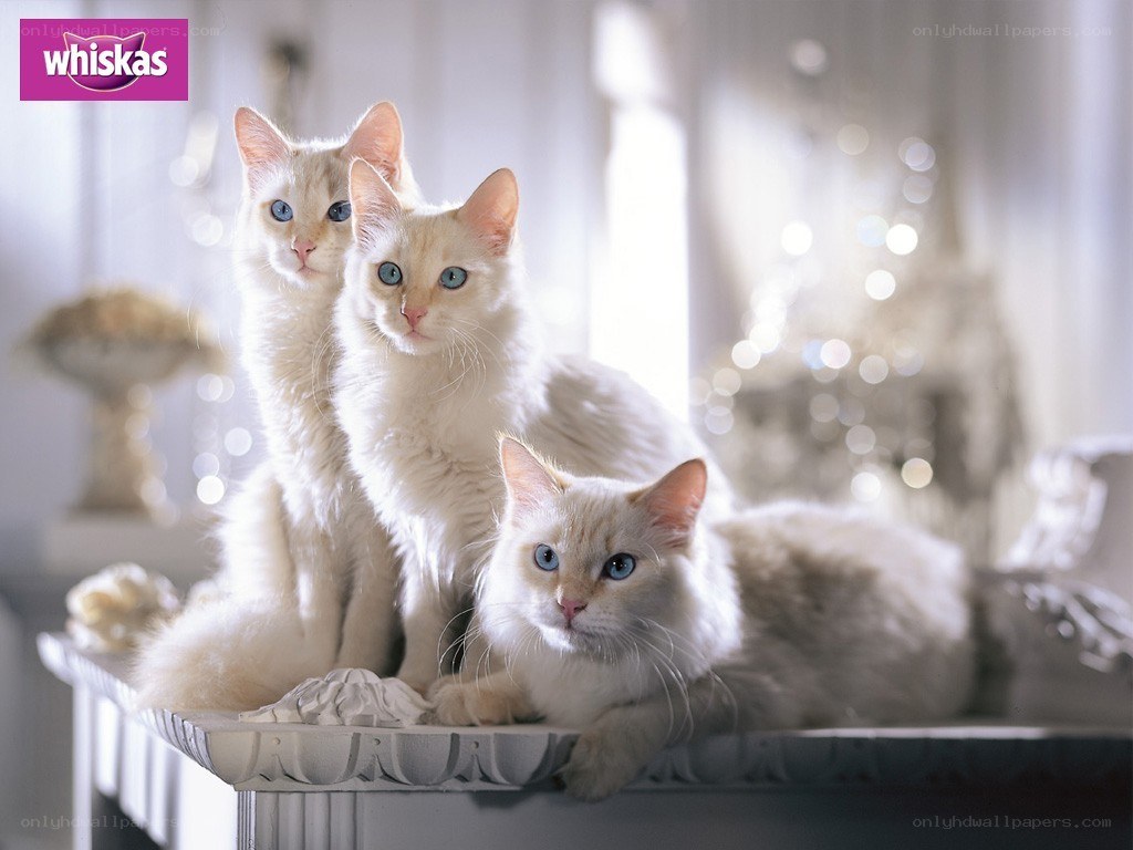 three white cats with blue eyes
