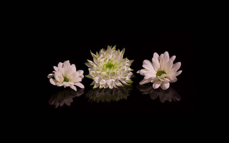 Three White Chrysanthemums — Minimalist